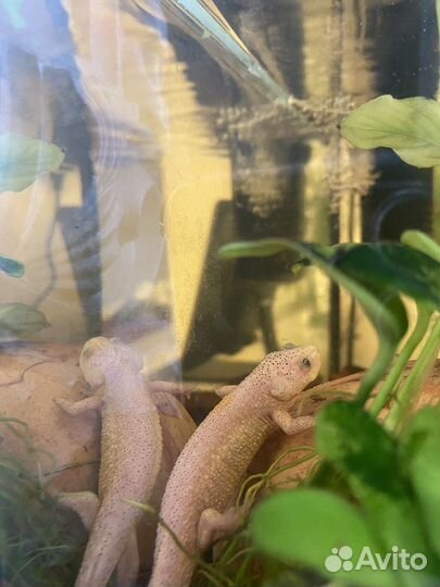 Аквариум с тритоном