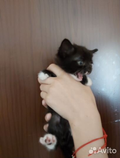 Котенок мальчик