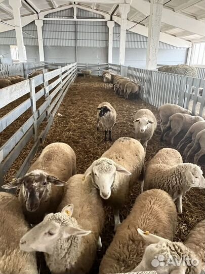 Овцы бараны