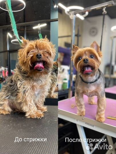 Модели для груминга