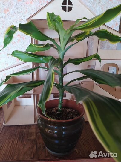 Комнатные растения