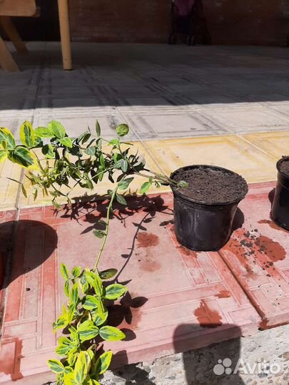 Бересклет форчуна