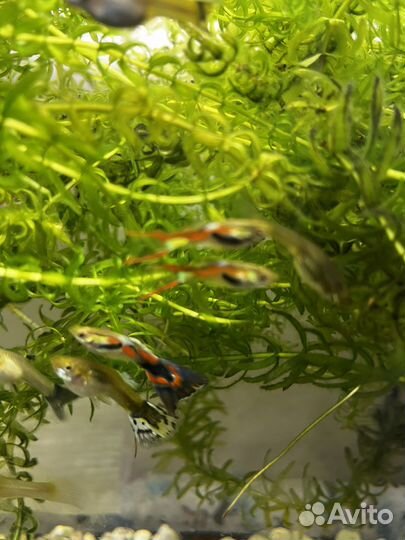 Рыбы гуппи