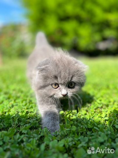 Шотландские вислоухие котята