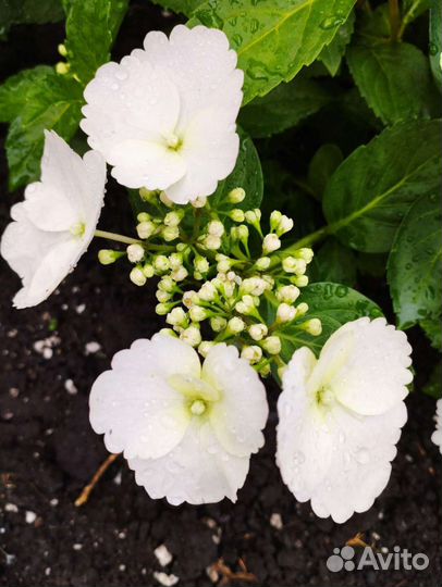 Гортензия Сбежавшая невеста, Френч Болеро