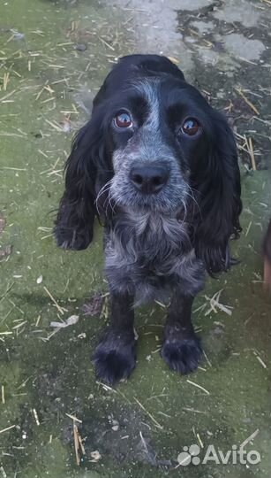 Отдам в добрые руки