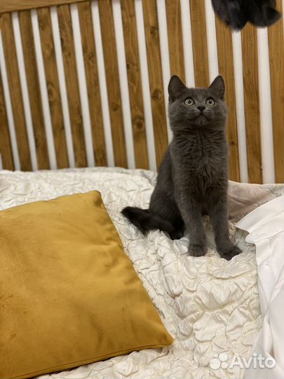 Котенок мальчик серый