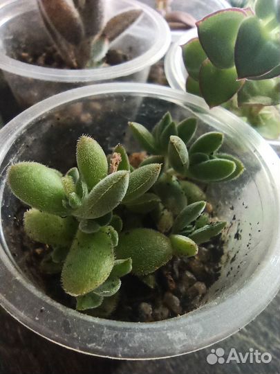 Набор суккулентов