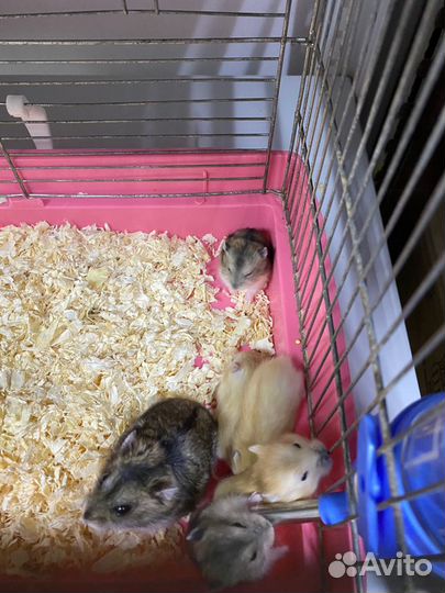 Джунгарские хомячки (джунгарики)