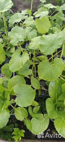 Рассада Томаты Кабачки Тыквы Зелень и другое