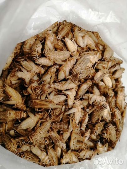 Сверчок, саранча, таракан, зофобас и др