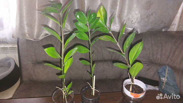 Замиокулькас