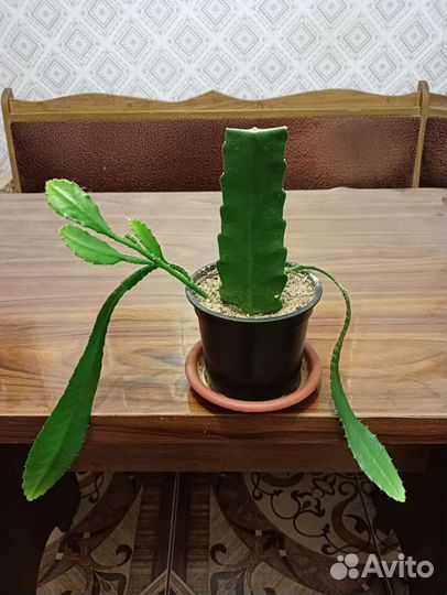 Эпифиллум (лесной кактус)