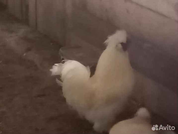 Продам петушков китайская шелковая