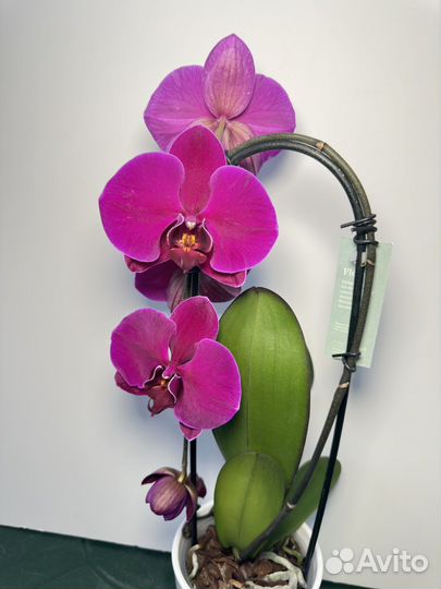 Орхидея фаленопсис