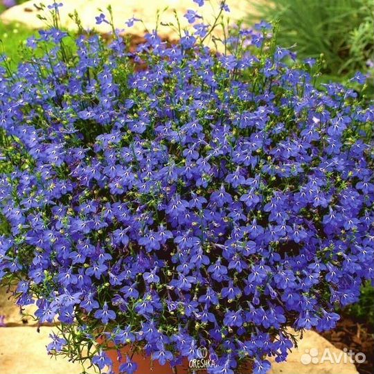 Лобелия ампельная