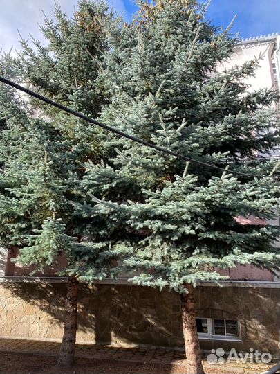 Ель голубая