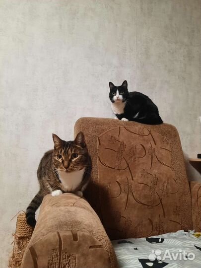 Передержка кошек