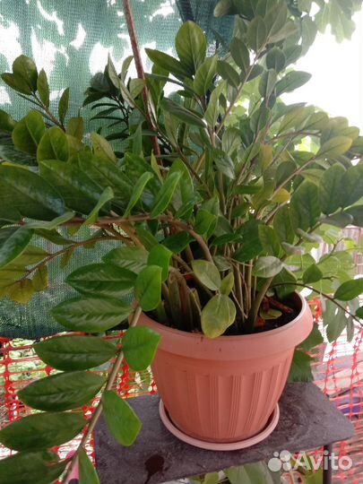 Продам цветы комнатные