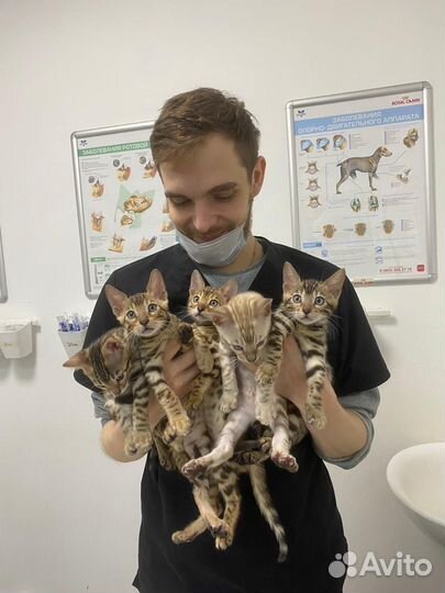 Ветеринарный врач на дом