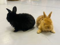 Самые маленькие кролики