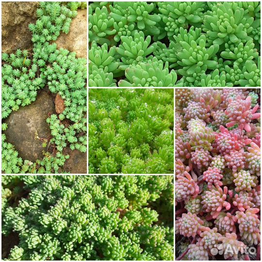 Ясколка, очитки, овсяницы, злаки, молодило