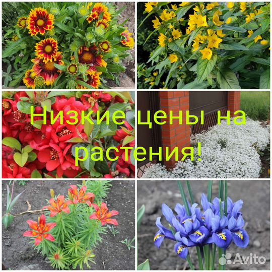 Декоративные кустарники