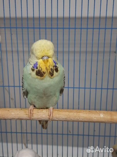Выставочные волнистые попугаи чехи