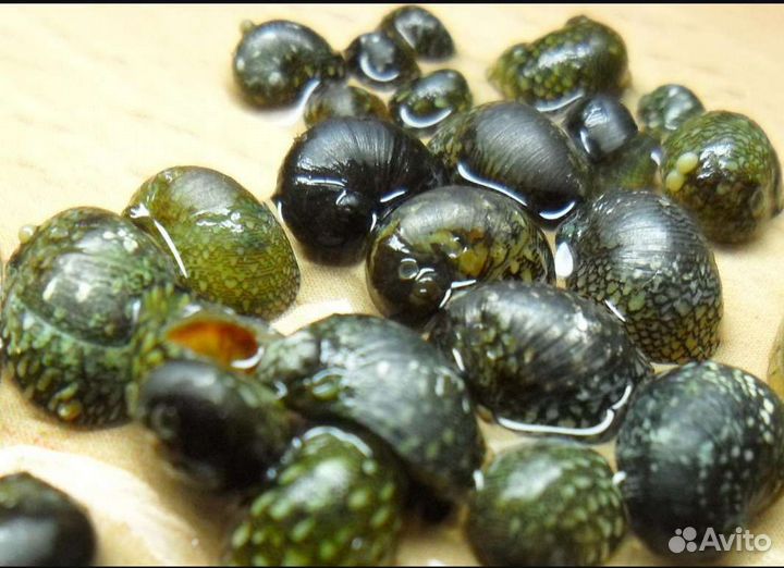 Теодоксус улитка