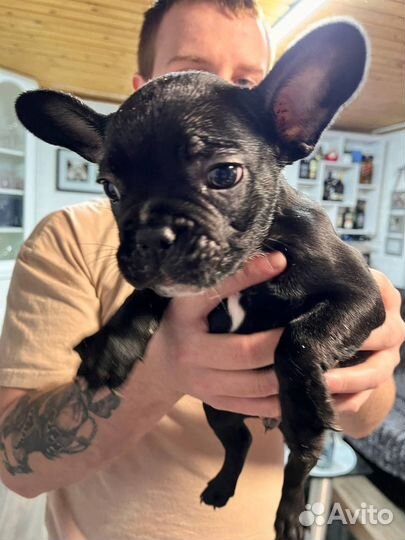 Щенки французский бульдог