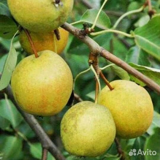 Свежая Мята и Мелисса, яблоки и груши,вишня