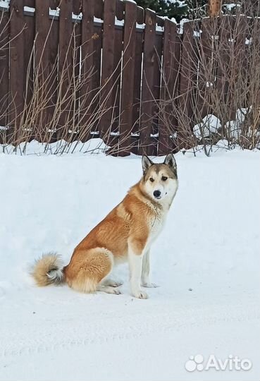 Раздаются Щенки