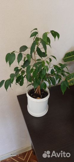 Фикус бенджамина