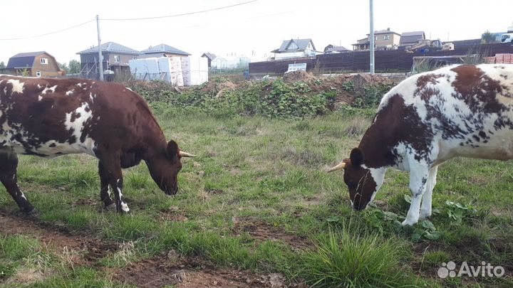 Продам айширскую нетель