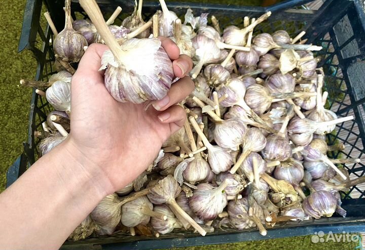 Чеснок озимый