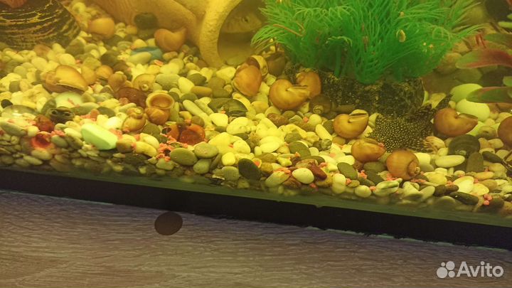 Улитки аквариумные