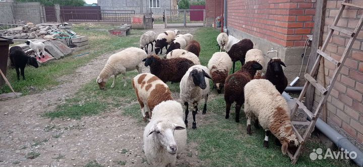 Овцы бараны