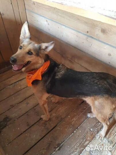 Собака из приюта