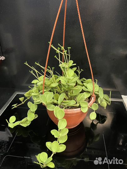 Пеперомия Тетрафилла Хоуп подвесная