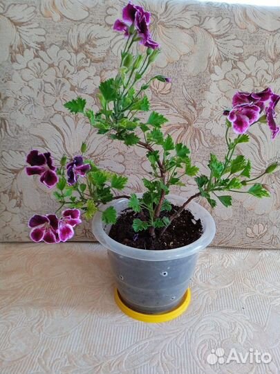 Пеларгония герань королевская