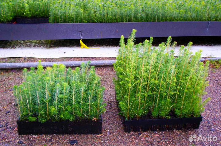 Сеянцы ели европейской окс