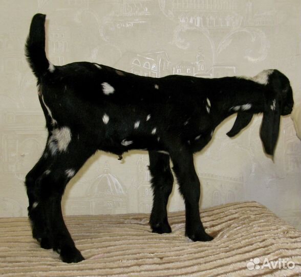 Англо – Нубийские Козочки, 100 чистопородные