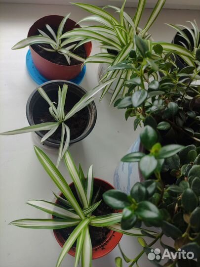 Комнатные растения