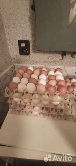 Яйца домашние