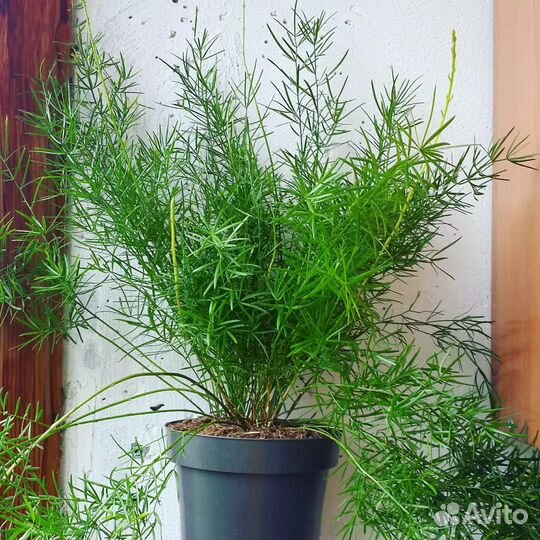 Аспарагус. Комнатное растение