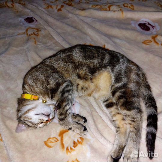 Кошка почти как бенгальская