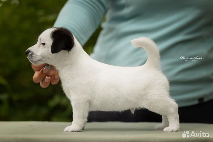 Щенки Джек рассел терьер