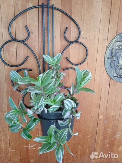 Домашние растения