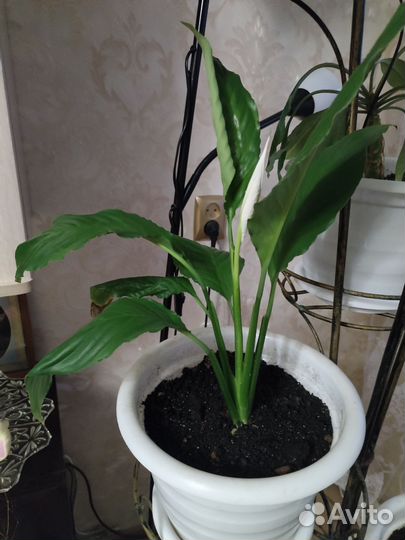 Спатифиллум