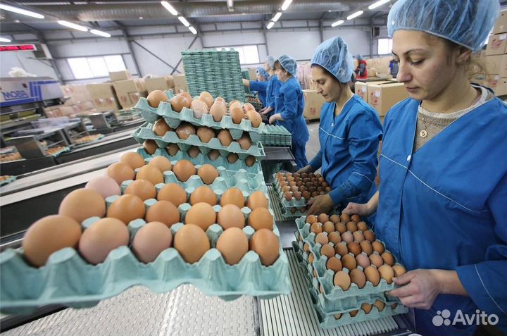 Вахта на птицефабрике с проживанием Пермь